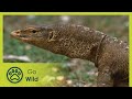 Lizard Island - Island Life E05 - The Secrets of Nature