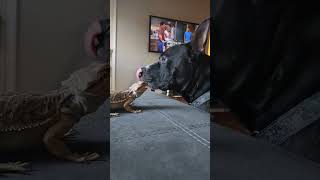 smilingly girl #lizard #pitbull #baby ##beardeddragon