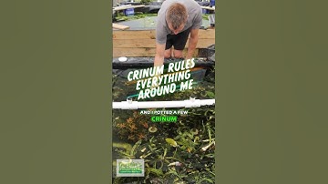 Crinum Rules Everything Around Me