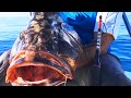Pesca della cernia bruna a traina col vivo dalla barca con canne colmic e valerio mastracci