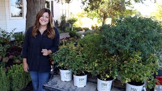 Planting Arbs, Roses, and Baptisia in the Garden! // Garden Answer