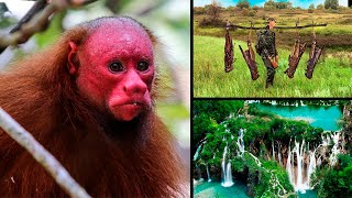 Most Bizarre Creature Sightings Ever
Subscribe to Epic Wildlife http://goo.gl/6rzs5u
#epicwildlife #wildlife #animals #animal #monkey #bizarre #creature Most Bizarre Creature Sightings Ever