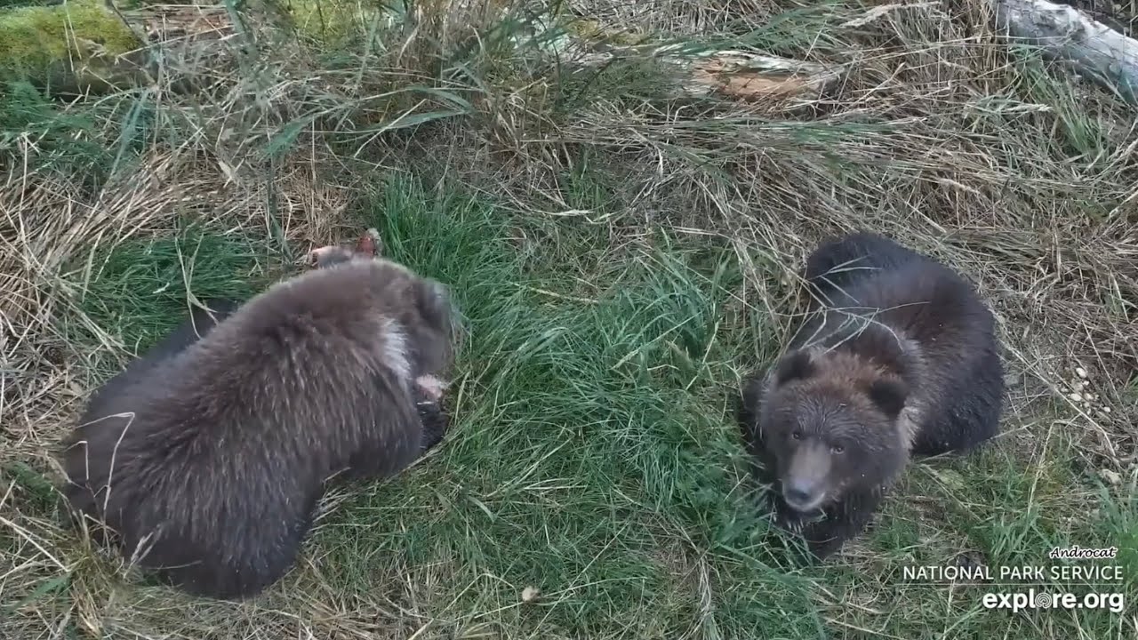Katmai Bears 9-4-25.  The #26 Family Dines by the Bridge.  explore.org