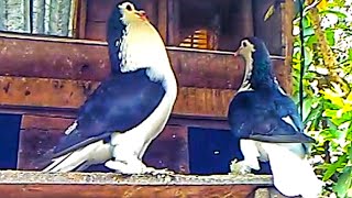  Pigeon Funny Moment Short Video