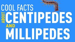 Cool Facts about Millipedes and Centipedes