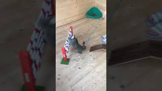 Training a Rabbit Agility 🐰