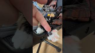 Paw Press, Yawn Express