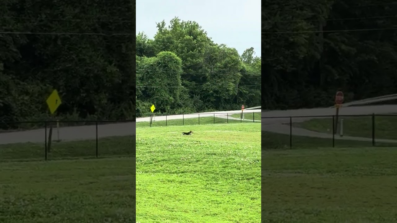 Sound of a Beagle Hunting