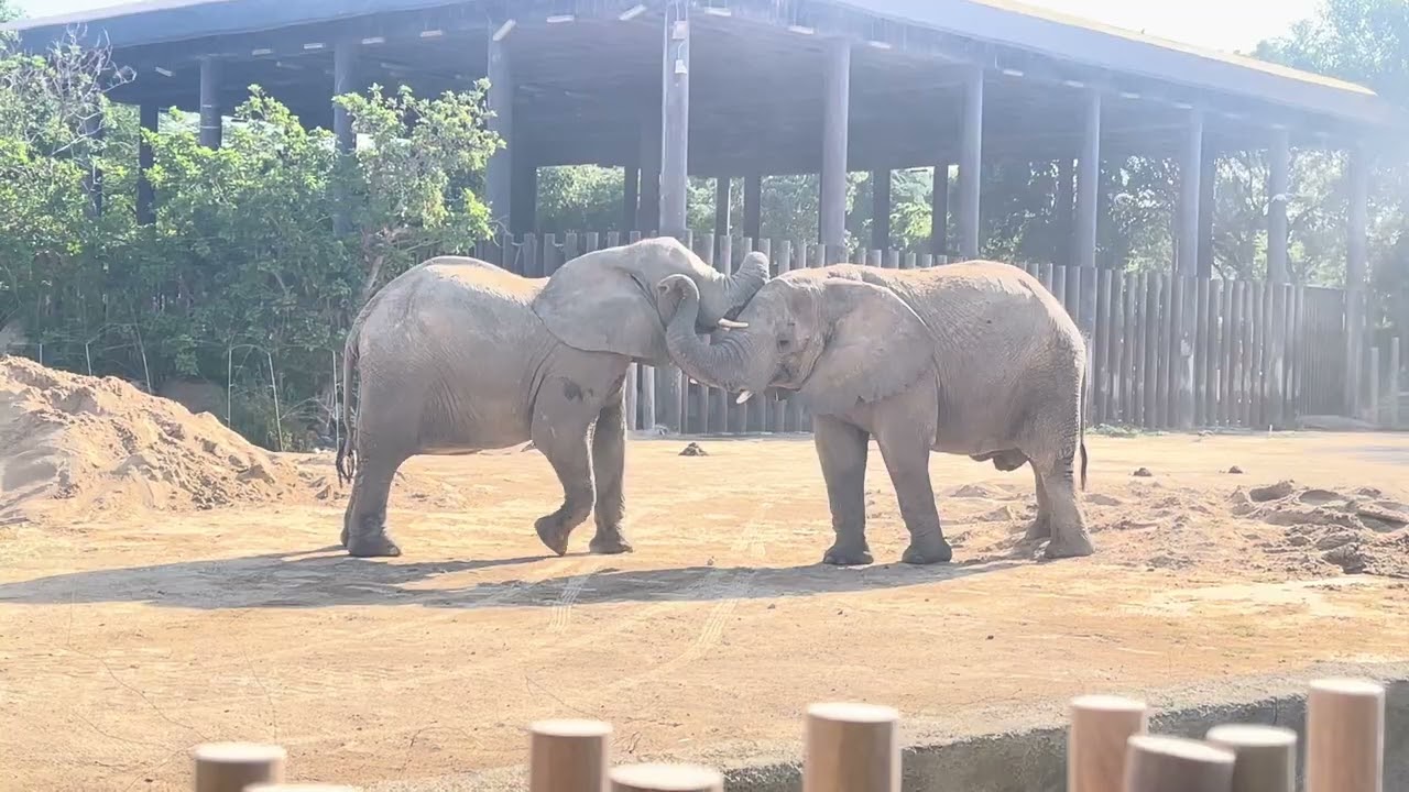 Safari park ❣️Dubai 