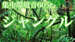 【勉強用 仕事用】ジャングルで1時間集中！（森の音 鳥の声 集中力 効率 勉強 仕事 テレワーク） screenshot 5