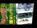 【最恐生物】シャコ水槽を立ち上げた!贅沢すぎるw A luxurious aquarium was presented to the mantis shrimp