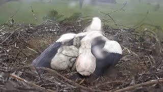 Störche im Regen~2023-05-14~Storchennest Lindheim