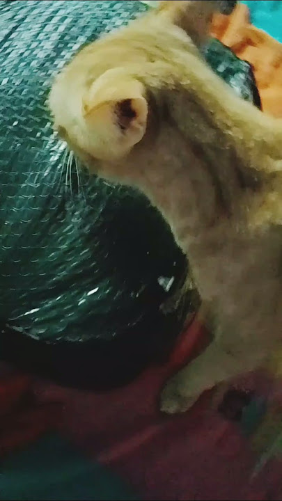 Litter Box Unboxing