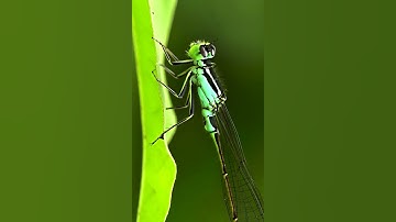 Real Macro Photos, Brought to Life with Wan2.2 | InfiniteArcs