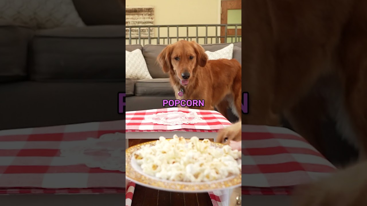 Dog Reviews Food with Little Sister🥹