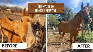 The dirty secret of the horse industry. screenshot 5