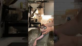 Two sphynx cats have two very different reactions to getting bathed