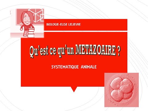 Vidéo: Qu'est-ce que les métazoaires en biologie ?