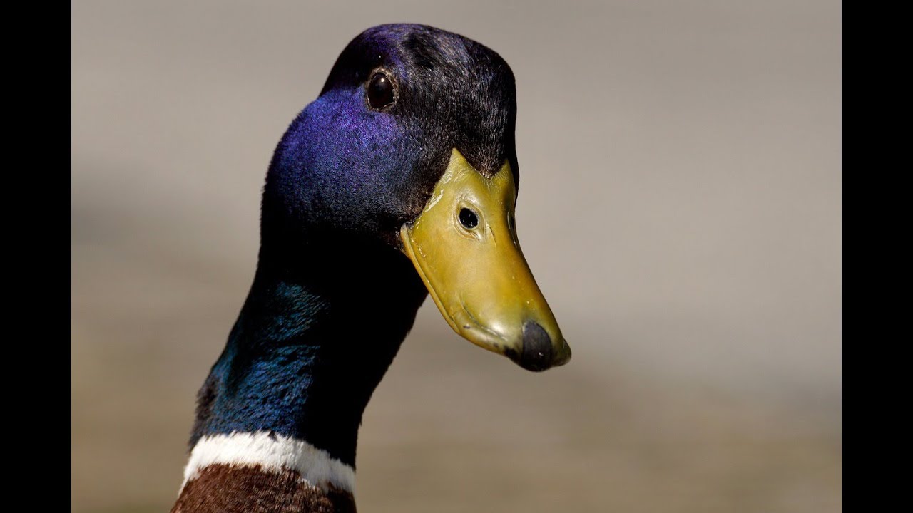 Sneaky Duck Attack YouTube