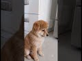 眠いなら寝ていいんだよ 🐕