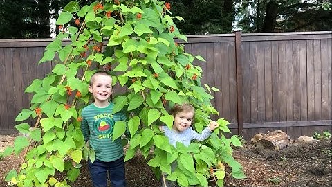 Living Playhouse: Growing a Runner Bean Teepee from Seed