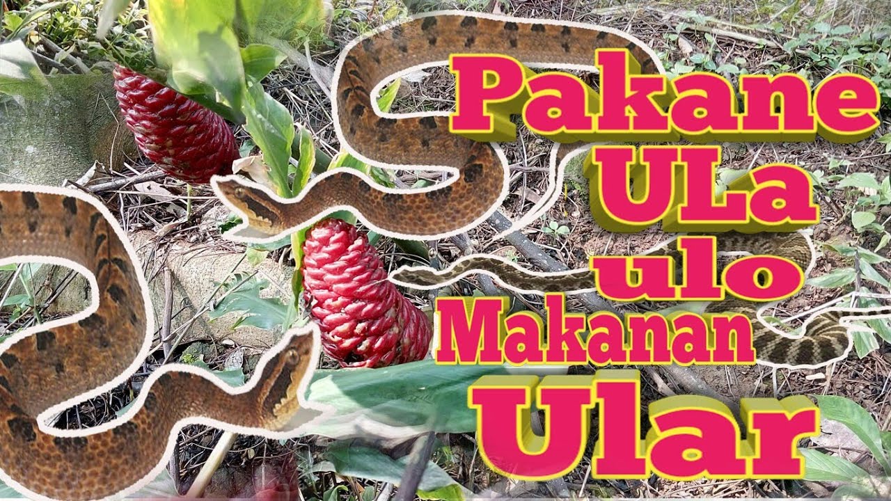 Makanan Ular - Makanan Ku