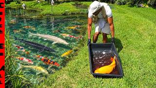 Exotic FISH SLED to BRING HOME a New GIANT PET!