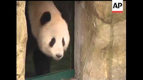 Six captive-bred pandas are released to a "semi-wild" environment in China, part of the nation