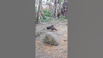 gà rừng mái siêu đẹp.poj qaib qus zoo nkauj