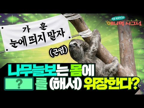 귀찮아도 생존에 진심인 편! 😎 나무늘보의 생존비결?! [#시크릿주주] / YTN 사이언스