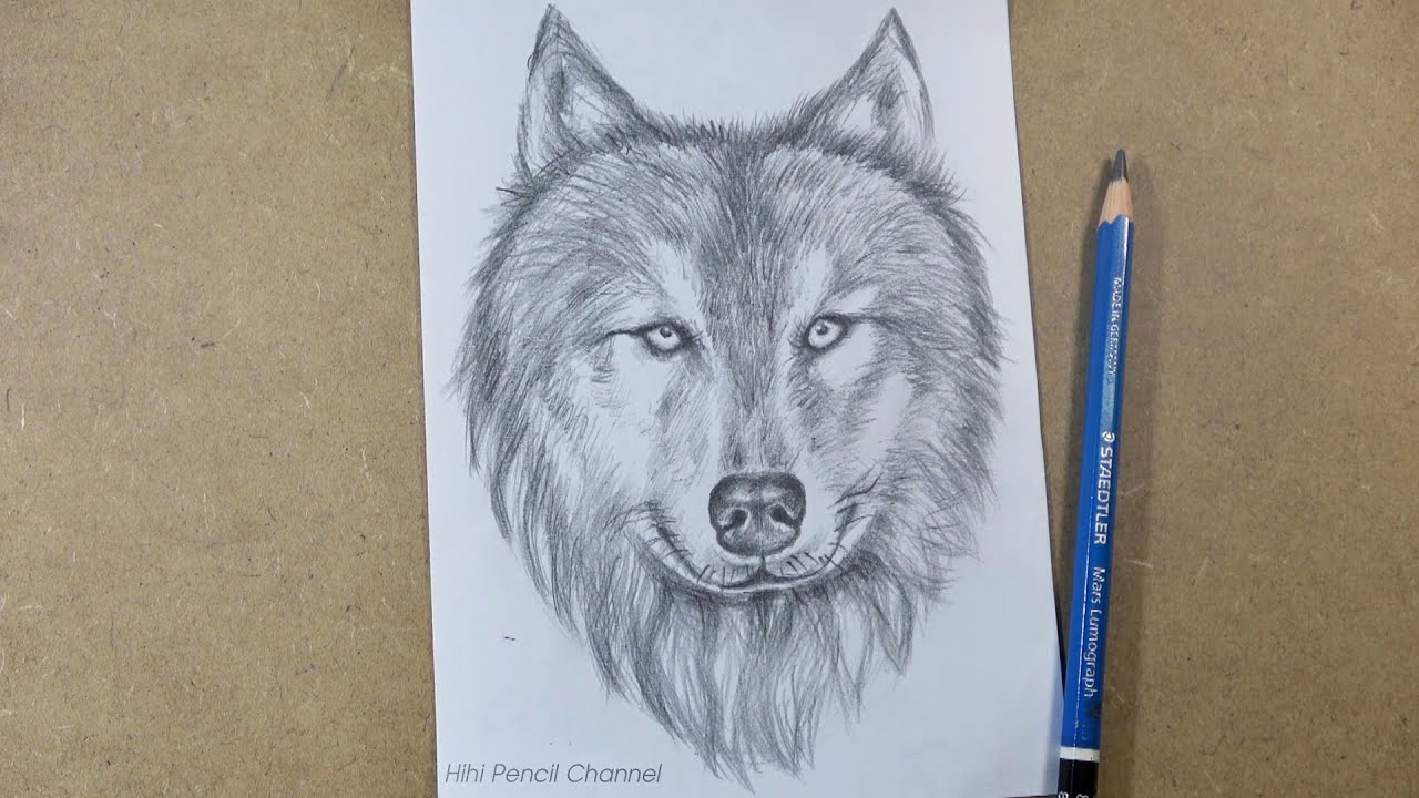 How to Draw a Wolf Face and Head Step by Step | Hihi Pencil - YouTube