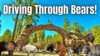 Driving Through Bears! Bearizona DriveThru/WalkThru Experience (Williams, Arizona)