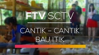 FTV SCTV - Cantik Cantik Bau Itik