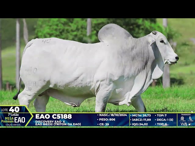 LOTE 40