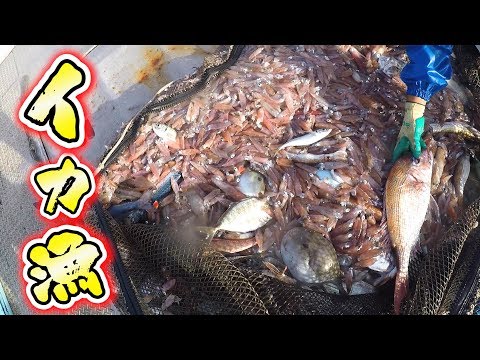 これがイカ漁だよ!男前ワタルくんのイカ漁を公開!!【おまけ付き】