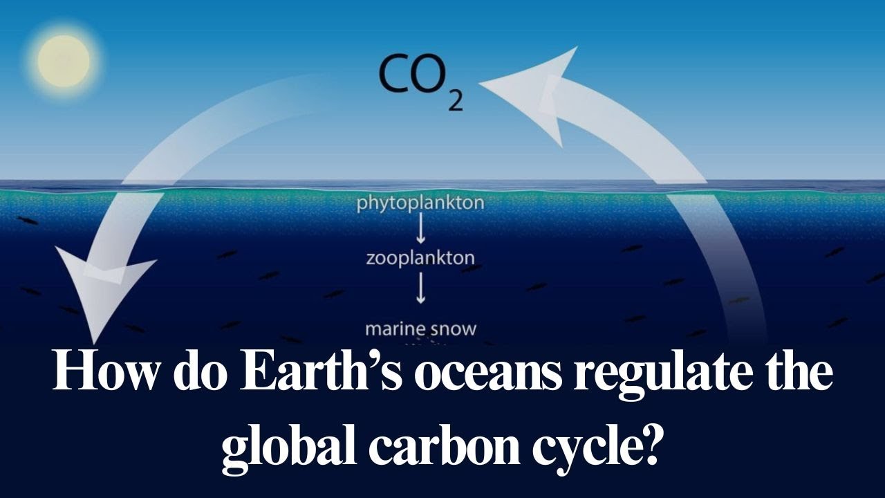 How do Earth’s oceans regulate the global carbon cycle?