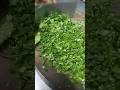 coriander cutting # shorts #food #cooking #shortsviral
