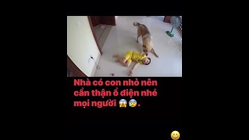 Chú chó thông minh cứu cháu bé khỏi điện giật #chuchothongminh