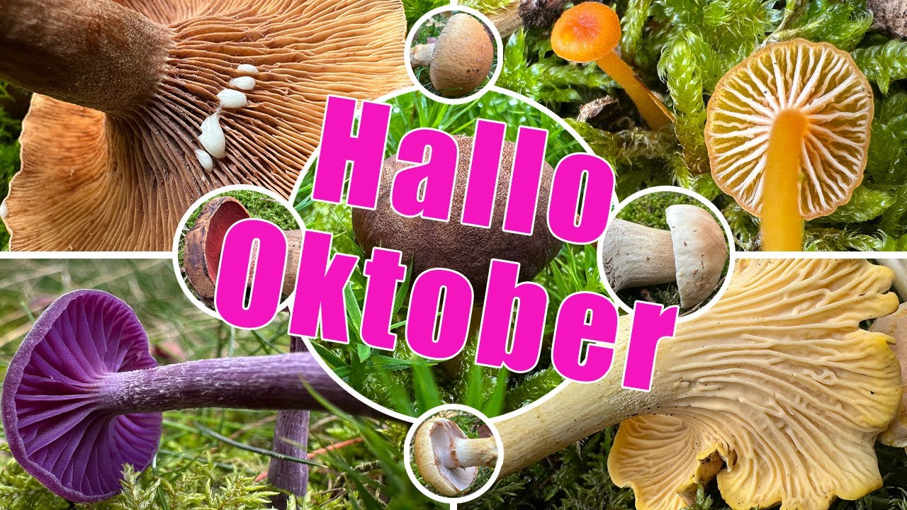 Pilze sammeln im Oktober | Tolle Vielfalt, viele Speisepilze & Sammler  | 01.10.2025 | Hallo Herbst