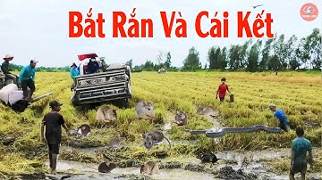 Cảnh Dân Miền Tây Theo Máy Cắt Bắt Chuột Đồng | Bộ 3 Máy Cắt Lúa KUBOTA DC70 #thanhhaumaycat