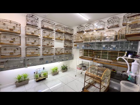 🚀 Criatório Profissional! Coleiro Cantando Muito