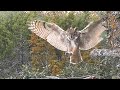 Great horned owls: Spectacular take-offs and landings