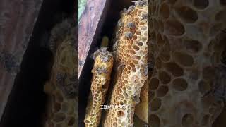 日本蜜蜂の巣箱の中　　　　　　活発な活動が見受けられなくなり、雄蜂も飛び交うので巣箱を横倒しにして内見動画。王冠発見。
