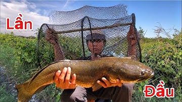 Một xíu mới lạ // đặt lờ cá và dính quá nhiều cá lóc to…