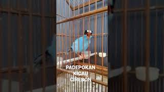 Download Mp3 tembakan ekek keling gacor Gudang lagu Download Mp3 tembakan ekek keling gacor