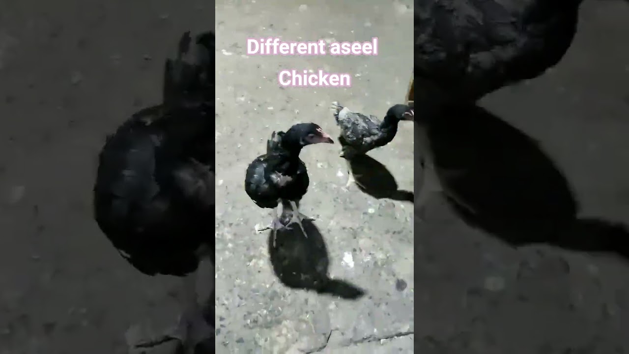 Different types of aseel chicken 🐔. 