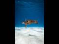 Sea Turtles | Friendly Nature