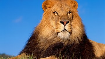 سورة الأعلى - د. يوسف أبوسمرة حنني - رواية الدوري عن الكسائي - مقام النهاوند