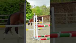 Part 1 | Grid Work Training #equestrian #equine #showjumping #eventing #horsetraining