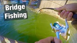 TAUTOG Fishing Under BRIDGES ( Big Fish+Surprising Catch! )